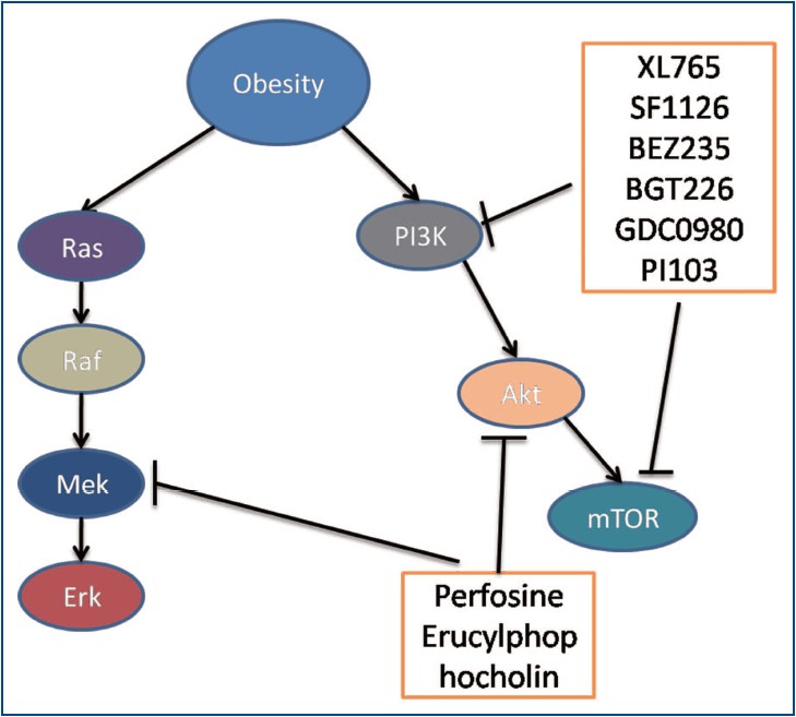 Pi3k Akt Mtor Pathway In Angiogenesis Diet